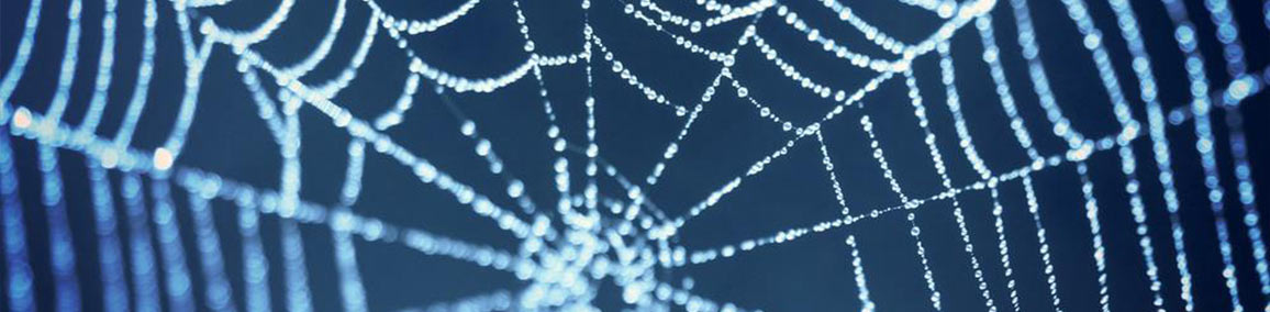 Natur Spinnennetz mit Tau